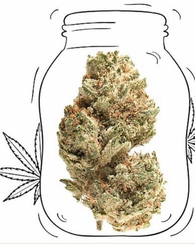 chiesel kush