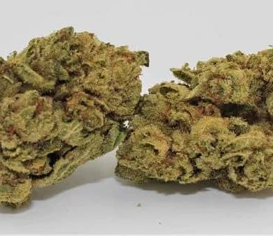 Gorilla Glue Strain showcasing dense buds, trichomes, and orange hairs